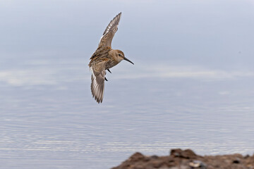 A dunlin (Calidris alpina) in flight during fall migration on the beach.