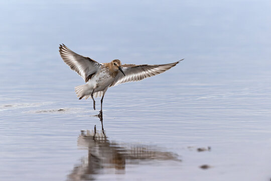 A dunlin (Calidris alpina) in flight during fall migration on the beach.