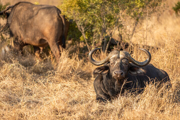 Cape buffalo bull ( Syncerus caffer), Sabi Sands Game Reserve, South Africa.