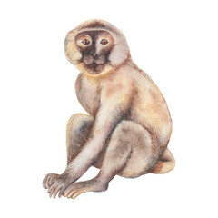 Transparent Background monkey Illustration Png. Transparent Clipart Image of watercolor brown monkey ready-to-use for site, article, prints. Chinese Zodiac animals © Alena Solonshchikova