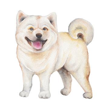 Transparent Background white dog Illustration Png. Transparent Clipart Image of watercolor cute shiba inu ready-to-use for site, article, prints. Chinese Zodiac animals