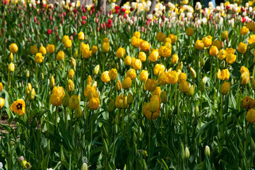 field of tulips