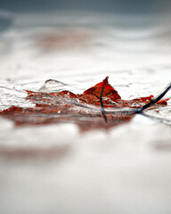 Herbst