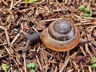 Snail on a grass