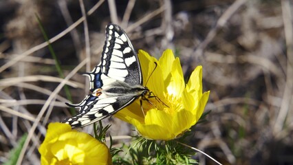 Butterfly on flower - papilio machaon, The old swallowtail butterfly