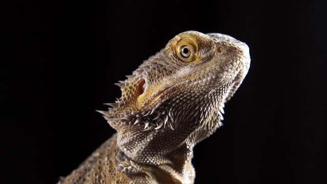 a very beautiful lizard sits on a stone. Pogona Vitticeps or Bearded Dragon. Australian Agama