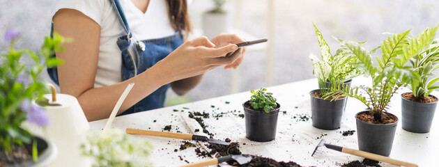 Hobby, asian young woman hand using mobile phone, cellphone taking photo of pot, houseplant with...