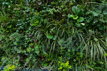Fototapeta na wymiar Vertical garden on a green wall. Environmentally friendly urban space