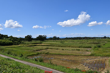 Obraz premium 埼玉県秋ヶ瀬田んぼ 田園地帯