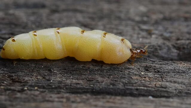 Termite mother queen white ant the one that will spawn her retinue on an old wooden floor ready to be destroyed.