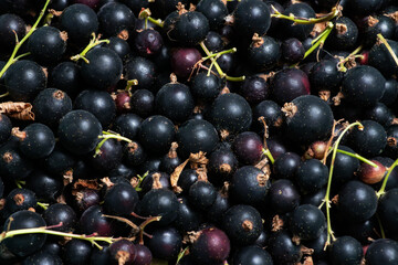 Heap of black currant closeup. Rich crop of berries of black currant. Textured background.