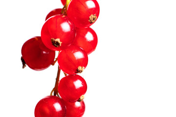 Fresh red currant isolated on white background