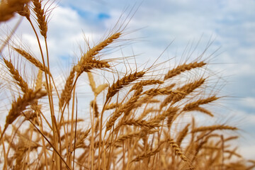 Gold wheat field and blue sky background
