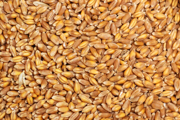 Background of hard red winter wheat grain