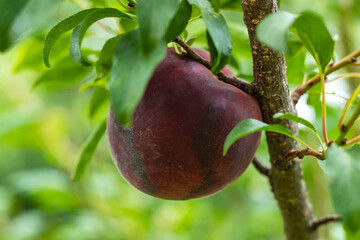 Black apricots on a branch in the garden