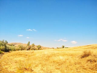 field of wheat