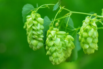 Green fresh hop cones for making beer and bread closeup, agricultural background.