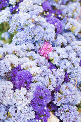 Obraz premium Flowers to sell in a street market