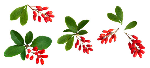 Collections of Barberry with leaves isolated on white background