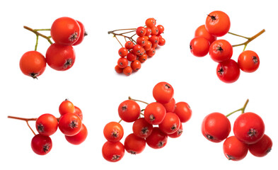 red cluster of rowan berries isolated on white. Collection