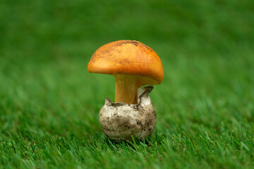 close-up of king egg on a grassy background