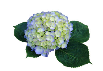Closeup of beautiful blooming pale blue Hydrangea Isolated on Transparent Backdrop, PNG file