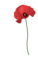 Beautiful poppy flower on white background, vertical background, isolate on white, flat vector