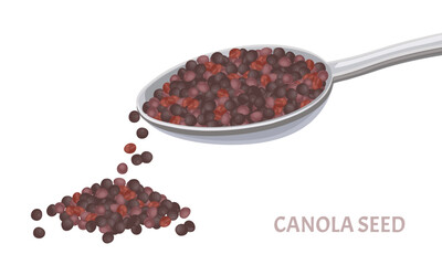 Canola in metal spoon and seed pile isolated on white. Vector illustration of healthy food in flat, simple style. Cooking ingredient.