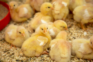 young yellow chicks in industrial breeding farm
