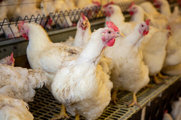 poultry farm industrial breeding organic