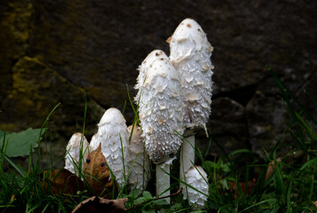 A close-up with many Coprinus mushrooms