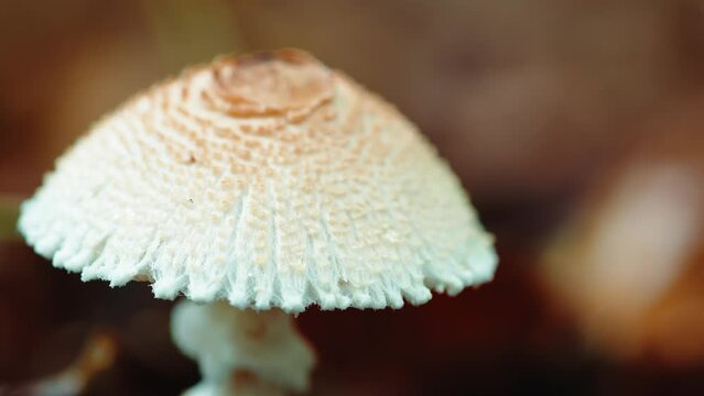 White mushroom on the floor of a mountain in Autumn