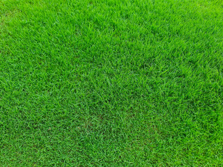 Fototapeta premium Green grass texture background Top view of green grass field used for green backdrop or wallpaper, lawn for football , Grass Golf Courses