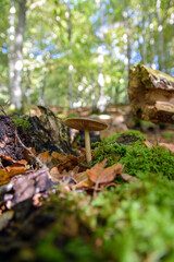 stump in the forest