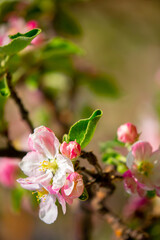 Spring blooming sakura trees. Pink flowers Sakura Spring landscape with blooming pink tree. Beautiful sakura garden on a sunny day.Beautiful concept of romance and love with delicate flowers.