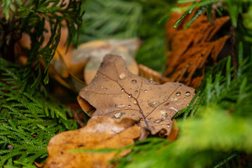 Oak leaf with a rain drops at the rhododendron during autumn.