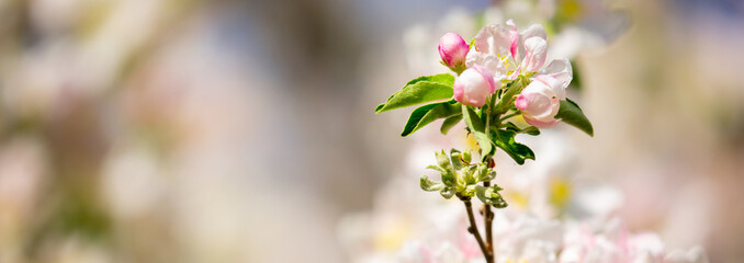 White flowers bloom in the trees. Spring landscape with blooming sakura tree. Beautiful blooming garden on a sunny day. Copy space for text.