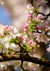 White flowers bloom in the trees. Spring landscape with blooming sakura tree. Beautiful blooming garden on a sunny day. Copy space for text.