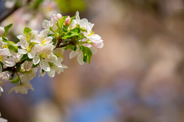 White flowers bloom in the trees. Spring landscape with blooming sakura tree. Beautiful blooming garden on a sunny day. Copy space for text.