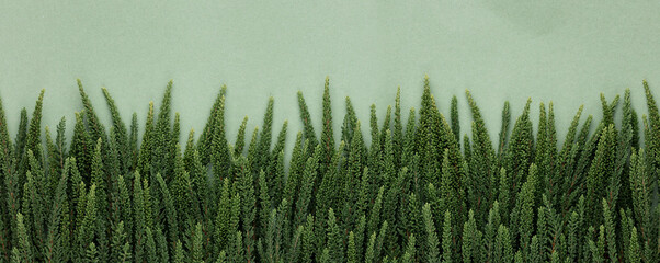 Branches of green calluna background, closeup.