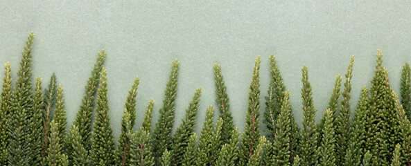 Branches of green calluna background, closeup.