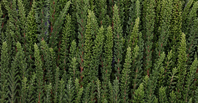 Branches of green calluna background, closeup.