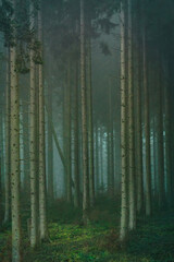 foggy spruce tree forest
