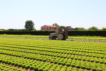 tractor with large wheels on the cultivated field for sowing and harvesting ofe green lettuce