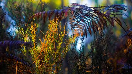 Macro de petites plantes sauvages, dans la forêt des Landes de Gascogne, mise en valeur par le crépuscule