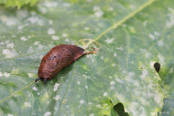 Slug on green infected leaf Lehmannia 