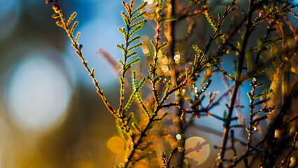 Macro de petites plantes sauvages, dans la forêt des Landes de Gascogne, mise en valeur par le crépuscule