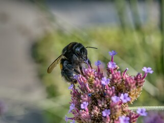 Hummel auf Blüte