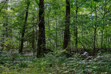 Old deciduous forest in summer