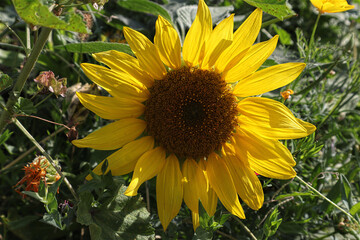 Obraz premium Sonnenblume, Blüte, Sonne, Blume